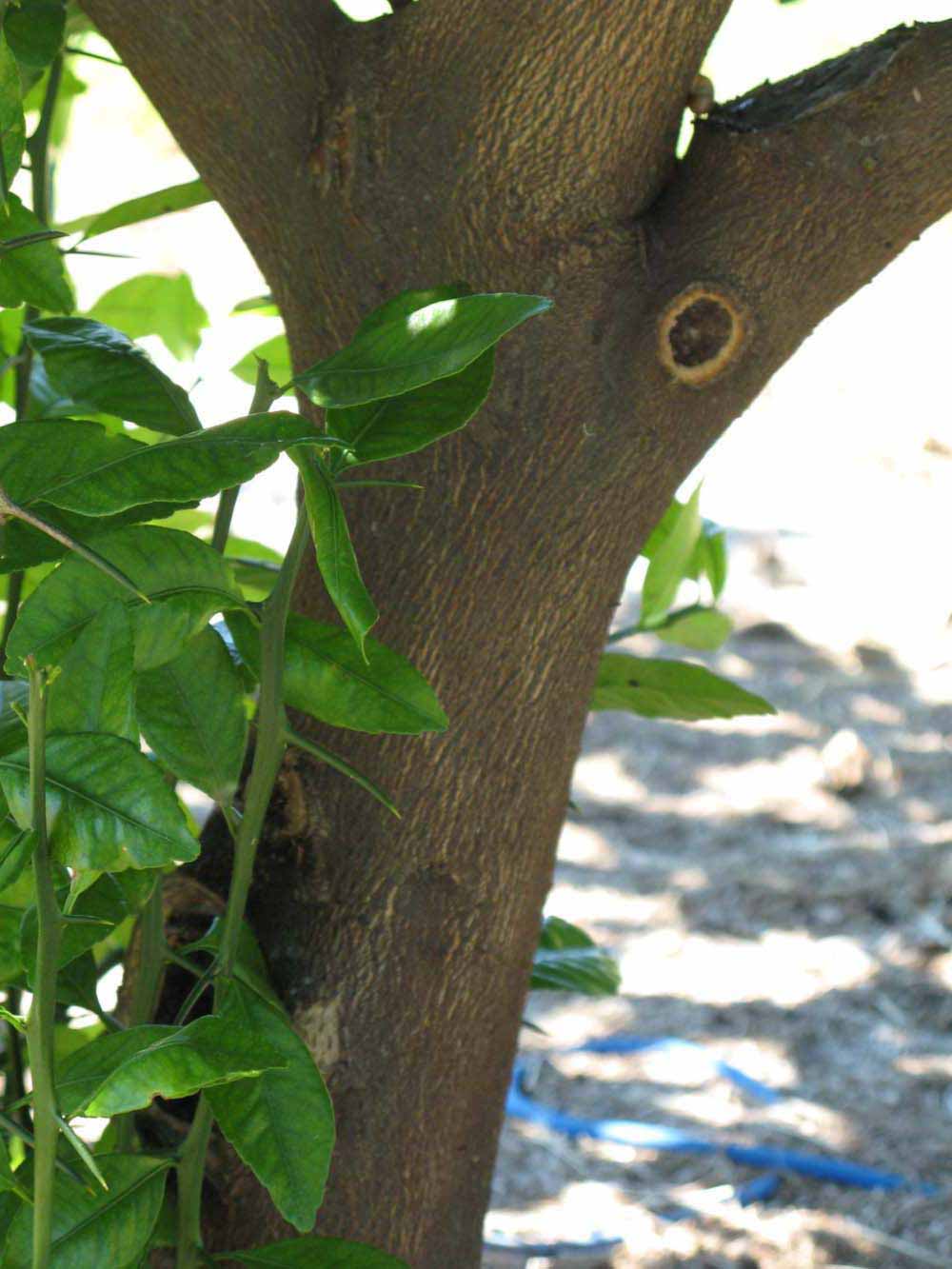              Bark (Winter Haven, FL)       